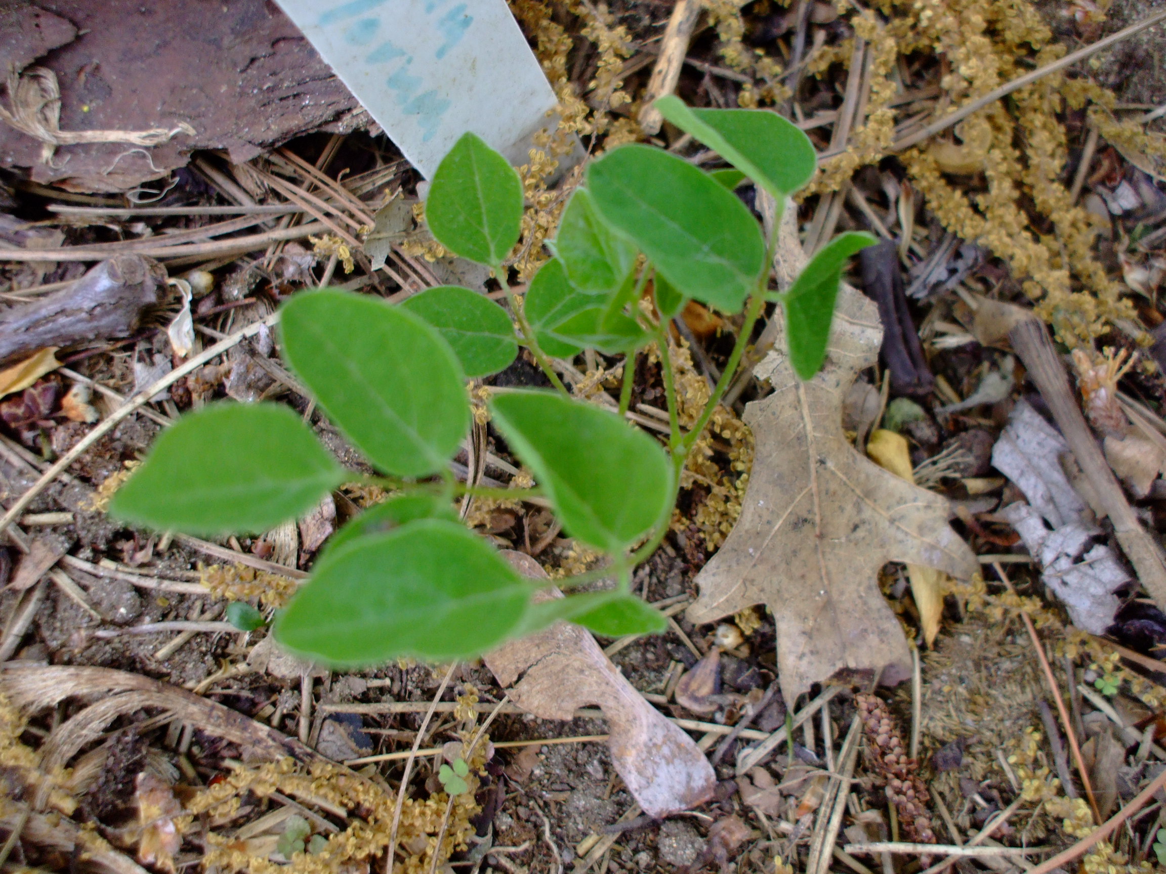 Desmodium nudiflorum